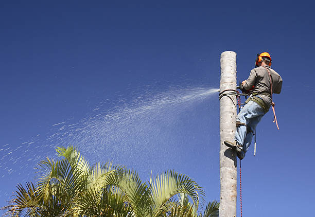 Best Residential Tree Removal  in USA